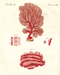Arten von Korallen von German School