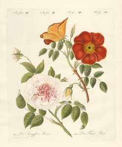 Rosenarten