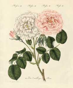Arten von Rosen