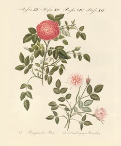 Arten von Rosen
