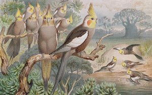 Nymphensittich, Tafel aus Brehms Tierleben: Allgemeine Kunde des Tierreichs, Bd. 5, S. 60, veröffentlicht vom Bibliographischen Institut, 1892 von German School
