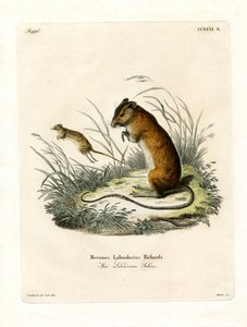 Labrador-Springmaus (farbige Gravur)