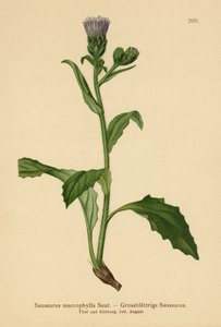 Großblättrige Saussurea
