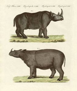 Große vierfüßige Säugetiere (kolorierte Gravur)