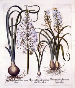Späte Hyazinthe und Stern von Bethlehem, aus Hortus Eystettensis, von Basil Besler, 1613