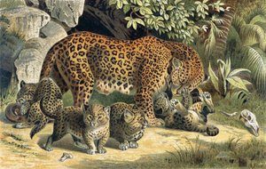 Leopard, Tafel aus Brehms Tierleben: Allgemeine Kunde des Tierreichs, Bd. 1, S. 463, veröffentlicht vom Bibliographischen Institut, 1890