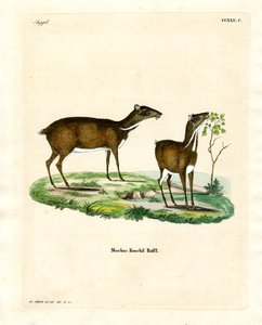Kleiner Mausdeer