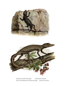 Lichtensteins Kurzfingergecko