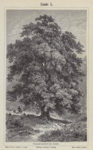 Lindenbaum (Gravur) von German School