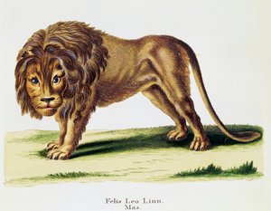 Löwe (Felis leo), aus Säugetiere aus der Natur illustriert mit Beschreibungen, von Johann Christian Daniel von Schreber (1739-1810), Stich von H I Tisroff, Band 3, Tafel 97-A, Deutschland