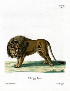 Löwe