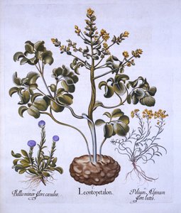 Löwenblatt und Alpenblumen, aus Hortus Eystettensis, von Basil Besler, 1613