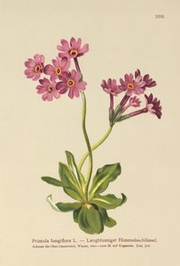 Langblütige Primel (Primula longiflora)