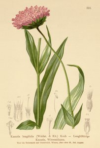 Langblättrige Witwenblume (Knautia longifolia) von German School