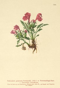 Läusekraut (Pedicularis geminata, Pedicularis Portenschlagii, Pedicularis pumila)