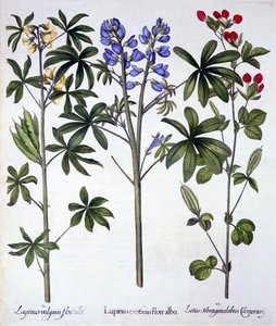 Lupinen und Roter Spargel-Erbse, aus Hortus Eystettensis, von Basil Besler, veröffentlicht 1613