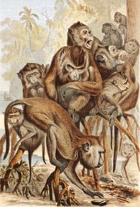 Makakus, Tafel aus "Brehms Tierleben: Allgemeine Kunde des Tierreichs", Bd. 1, S. 149, veröffentlicht vom Bibliographischen Institut