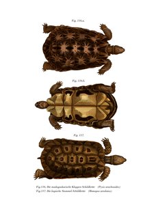 Madagassische Spinnenschildkröte