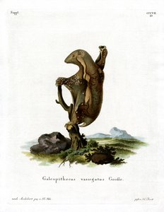 Malaiischer Flughund