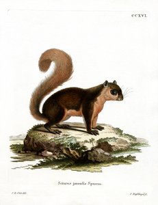 Malaiisches Eichhörnchen