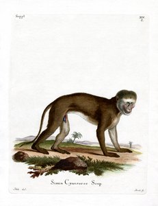Malbrouck-Affe