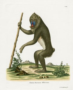 Mandrill von German School