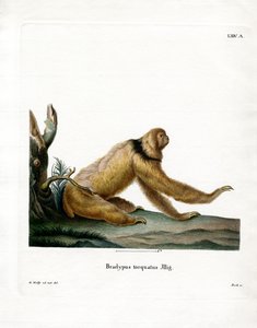 Mähnenfaultier