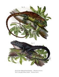 Buntbusch-Anolis