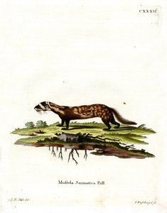 Marmorierter Iltis