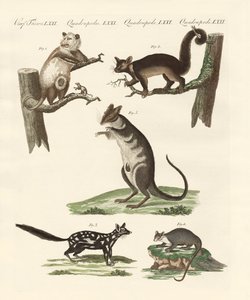 Beuteltiere