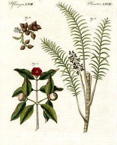 Medizinische Pflanzen