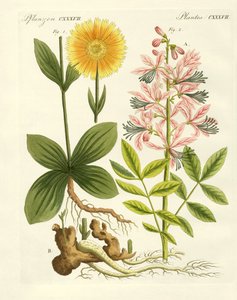 Medizinische Pflanzen von German School