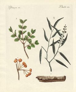 Heilpflanzen