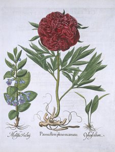Melisse, Pfingstrose und Odontoglossum, aus Hortus Eystettensis von Basil Besler (1561-1629), veröffentlicht 1613 von German School