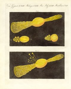 Meteor (Farbstich) von German School