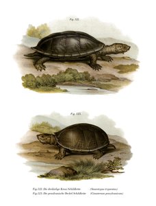 Mexikanische Riesenschildkröte