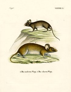 Mäuse