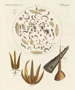 Mikroskopische Objekte