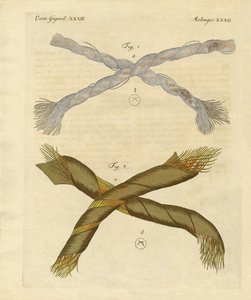 Mikroskopische Objekte von German School