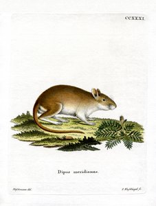 Mittagsrennmaus