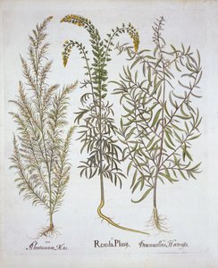 Reseda, Eberraute und Estragon, aus Hortus Eystettensis, von Basil Besler, veröffentlicht 1613