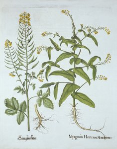 Kappen-Kresse und Weiße Senf, aus Hortus Eystettensis, von Basil Besler (1561-1629), veröffentlicht 1613