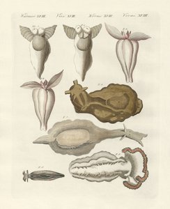 Weichtiere