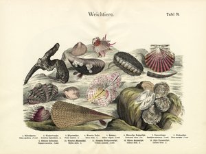 Weichtiere, um 1860 von German School