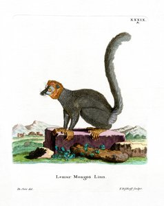 Mungo-Lemur