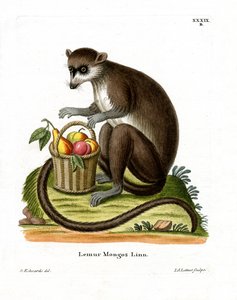 Mangustenmaki von German School