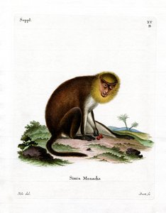 Mönchsaki