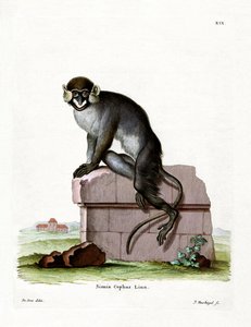Bartmeerkatze
