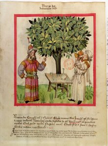 Ms.Lat.9333 fol.11 Ernte von Muskatnüssen, aus Tacuinum Sanitatis
