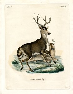 Maultierhirsch